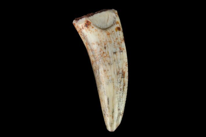 Serrated, Fossil Phytosaur Tooth - New Mexico #133320